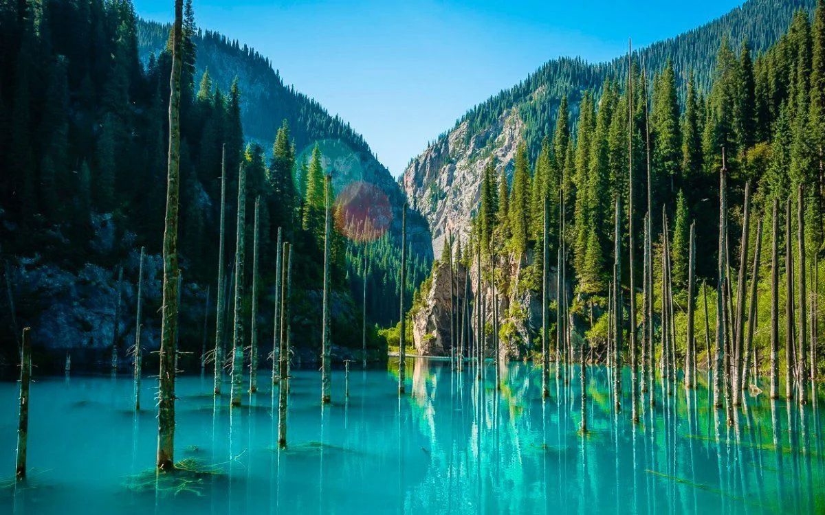 Submerged spruce trunks in Kaindy Lake